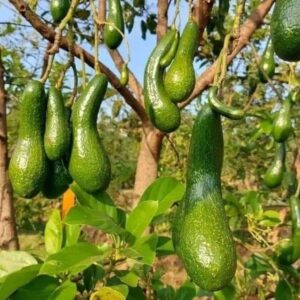 2-3Ft Avocado Trees Live Plants, Grafted Long Neck Avocado Plant Live Tree In Pot, No CA