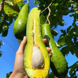 24-36 Inc Long Neck Avocado Tree Live Plant, Large Avocados Long Neck Tree Plant, Potted, Grafted Long Neck Avocado Plant Live Tree In Pot, No CA