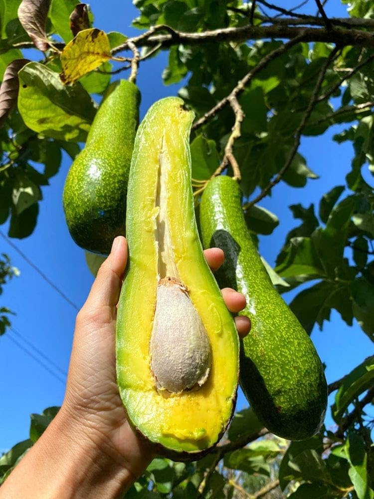 24-36 Inc Long Neck Avocado Tree Live Plant, Large Avocados Long Neck Tree Plant, Potted, Grafted Long Neck Avocado Plant Live Tree In Pot, No CA