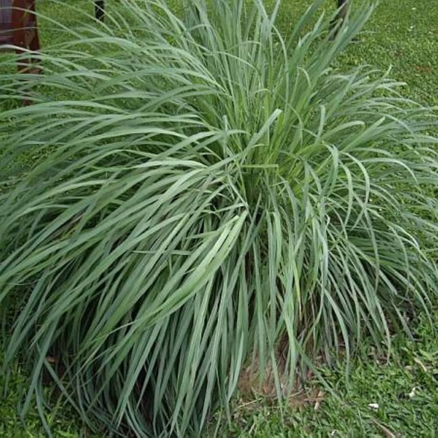 Set 14 Lemon Grass Live Plants for Outside, Lemongrass Plants Live In Pot for Planting, Live Lemongrass Plant, Lemon Grass Live Plant Indoor, 2-3 Plants Per Pot, Lemongrass To Plant