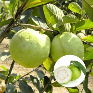 Guava Tree, White Guava Tree Live Plant, 4"-8" in Tall, Guava Tree Plant Live in 4" Pot, Guava for Gardening