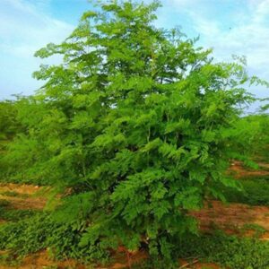Set 4 Moringa Trees, Moringa Live Plants, 6-8 Inc Moringa Plants Live, Drumstick Tree, Horseradish Tree, Herb Moringa Plants for Planting, No Pot