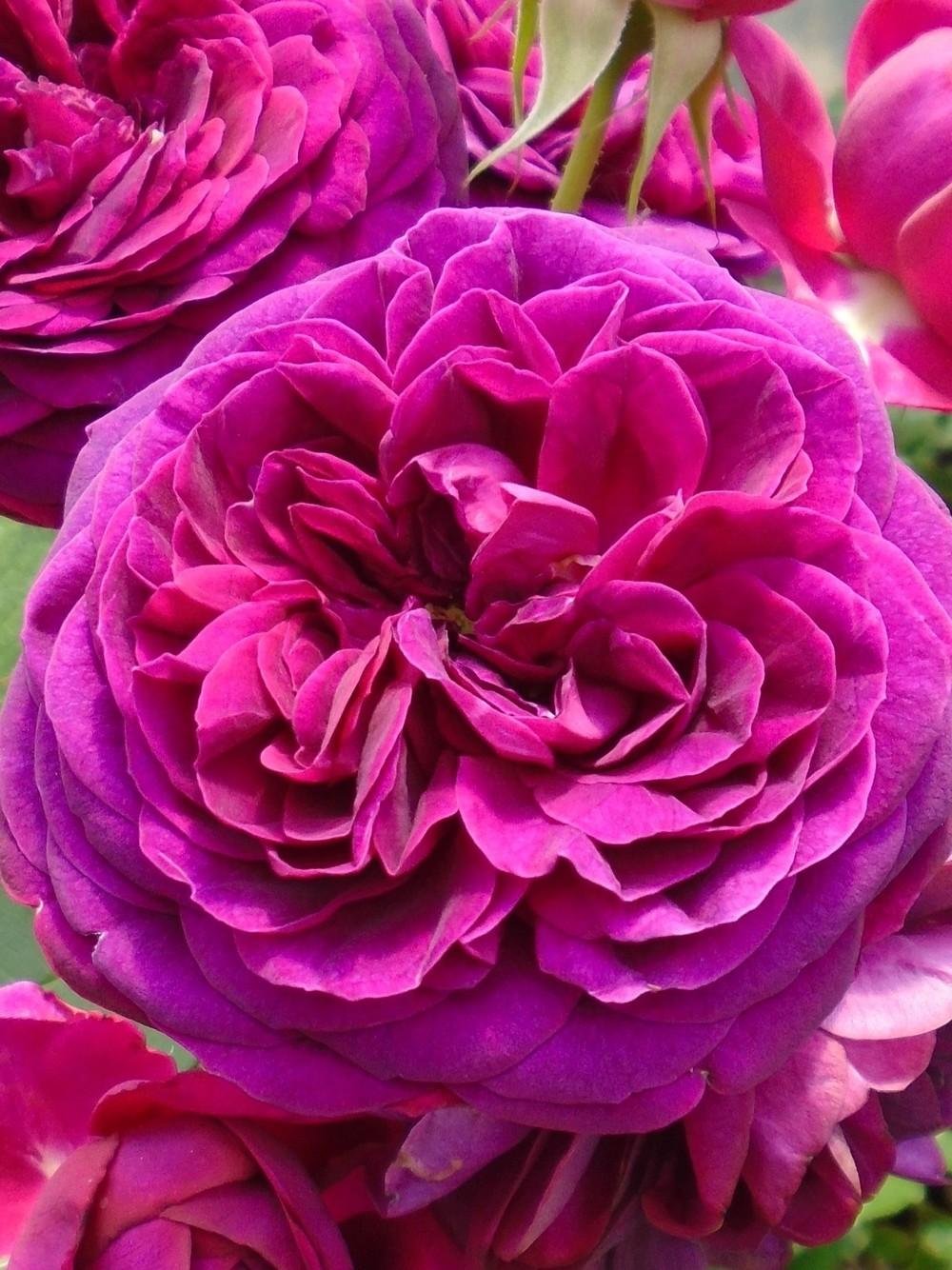 2 Celestial Nights Purple Rose Climbing Live Starter Plants, Fragrant Celestial Nights Purple Climbing Rose for Planting Outdoor, No Pot, 1 Year Old Rose Plant, Well-Rooted Rose Plants Live Ready to Plant