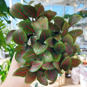4 Mix Pink and White Fittonia Plants Live Nerve Plants, Set 4 Mixed Fittonia Plants Live, 3 to 5 Inc Plant in 4 Inc Pot, Vibrant Houseplants Terrariums Indoor