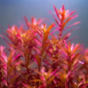 H'ra Red Rotala Rrotundifolia Aquarium Plants Live, Live Aquarium Tanks Rotala Aquatic Plants, No Root, 5 to 7 Stems, Live Aquarium Plants, Freshwater Aquarium for Planting Ponds
