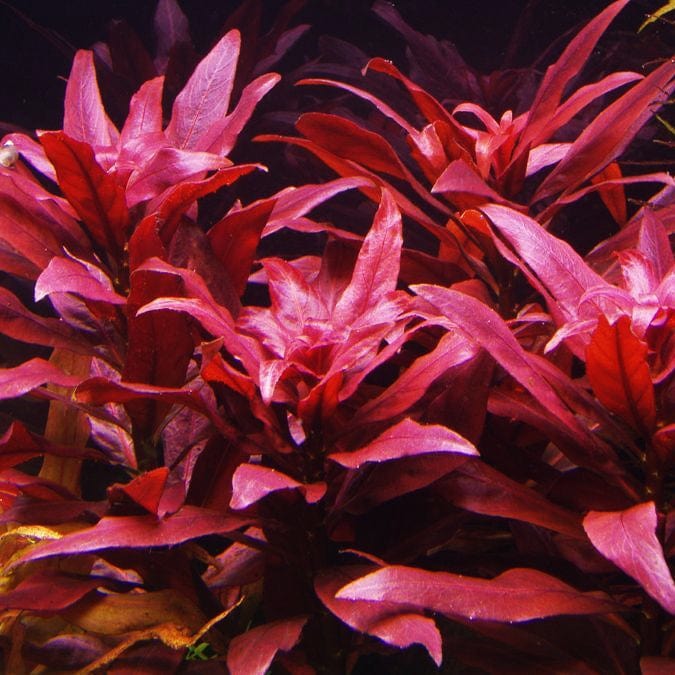 Ludwigia Aquarium Plants Live, 1 Bundle Aquatic Plants, No Root, 5 to 7 Stems, Live Aquarium Plants, Freshwater Aquarium for Planting in Tank, Leaves Dark Green to Brownish Red or Deep Red