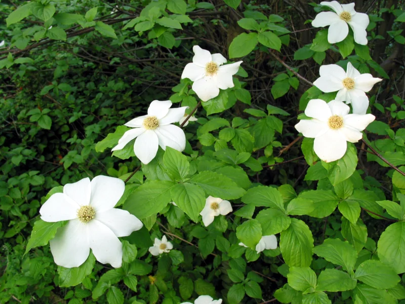 Pacific Dogwood (Cornus nuttallii)
