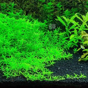 Green Rotala Aquarium Plants Live, Live Aquarium Tanks Rotala Aquatic Plants, No Root, 5 to 7 Stems, Live Aquarium Plants, Freshwater Aquarium for Planting Ponds