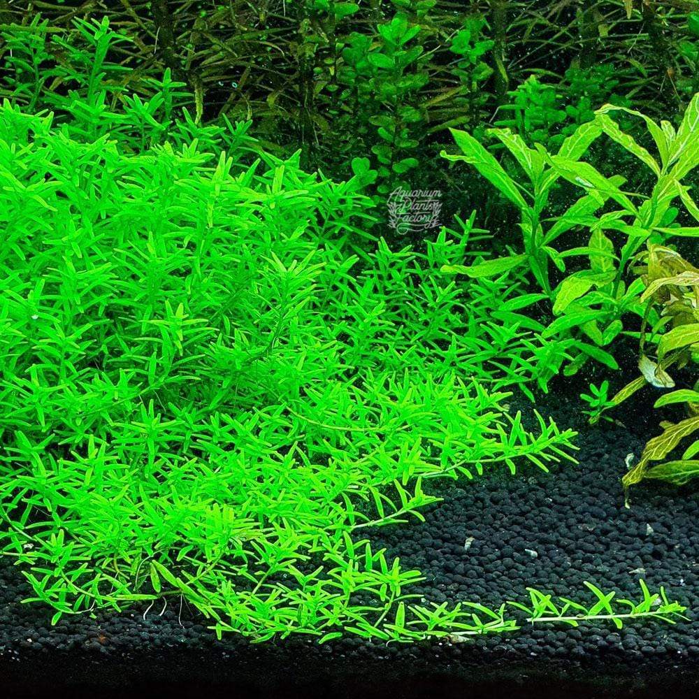 Green Rotala Aquarium Plants Live, Live Aquarium Tanks Rotala Aquatic Plants, No Root, 5 to 7 Stems, Live Aquarium Plants, Freshwater Aquarium for Planting Ponds