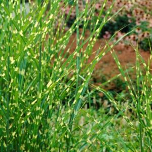 2 Yellow Gold Ornamental Grasses Live Plants Perennial, Maiden Grass Perennial, Live Miscanthus Grass Plant In 2.5" Pot
