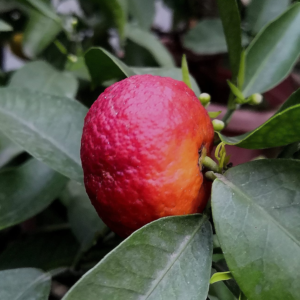 Blood Orange Live Tree, Large Orange Tree 2 To 3 Feet For Growing, Orange Fruit Tree Live Plant In Gallon Pot, Outdoor Plant Tree