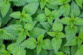 Stinging Nettle Live Plant Herb in 3.5" Pot
