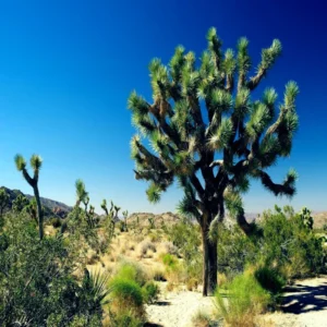 25 Joshua Tree Seeds 