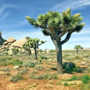 25 Joshua Tree Seeds 