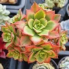 6 Large Cuttings Aeonium Decorum Succulent Plants, 2-4 Inches