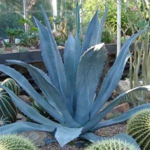5 Agave Americana Blue Century Plant Pup Sprout, 3-4 Inches Tall