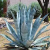 5 Agave Americana Blue Century Plant Pup Sprout, 3-4 Inches Tall