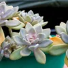 Graptopetalum Paraguayense Ghost Plant Succulent, 4 Cuttings