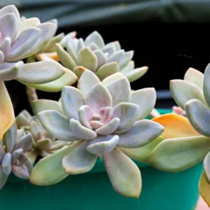 Graptopetalum Paraguayense Ghost Plant Succulent, 4 Cuttings