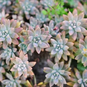 Graptopetalum Paraguayense Ghost Plant Succulent, 4 Cuttings