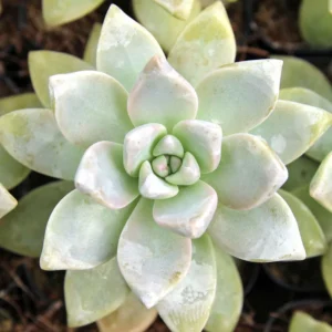 Graptopetalum Paraguayense Ghost Plant Succulent, 4 Cuttings