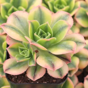 6 Large Cuttings Aeonium Decorum Succulent Plants, 2-4 Inches