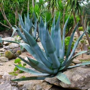 5 Agave Americana Blue Century Plant Pup Sprout, 3-4 Inches Tall