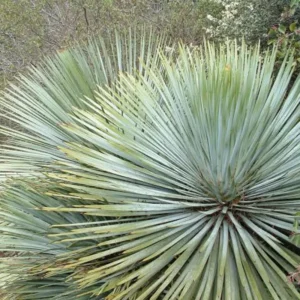 Chaparral Yucca, Hesperoyucca,