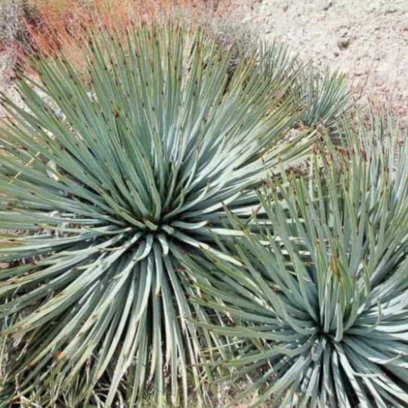 Chaparral Yucca, Hesperoyucca, "Our Lord'S Candle" Live Plant 6 Inch Pot