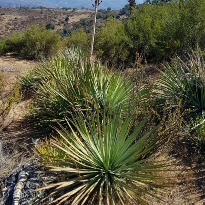 Chaparral Yucca, Hesperoyucca, "Our Lord'S Candle" Live Plant 6 Inch Pot
