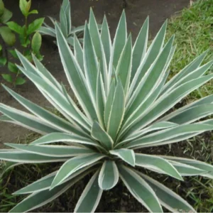 “Caribbean” Agave Angtifolia Rooted Plant In 6 Inch Pot