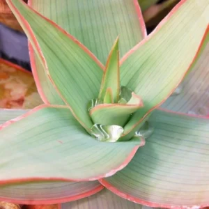 Aloe Striata Coral Exotic Garden Succulent Rare Cacti Desert Plant Seed, 25 Seeds