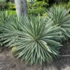 “Caribbean” Agave Angtifolia Rooted Plant In 6 Inch Pot