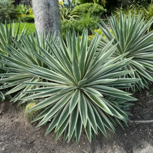 “Caribbean” Agave Angtifolia Rooted Plant In 6 Inch Pot