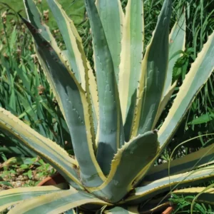 5 Agave Americana Century Plant Variegate Pups, 3-5 Inches Tall