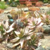 Aloe Striata Coral Exotic Garden Succulent Rare Cacti Desert Plant Seed, 25 Seeds