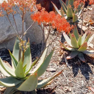 Aloe Striata Coral Exotic Garden Succulent Rare Cacti Desert Plant Seed, 25 Seeds