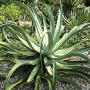 20 Agave Vilmoriniana Pups Bulbils Octopus Agave Live Plant, 3-5 Inc