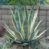 5 Agave Americana Century Plant Variegate Pups, 3-5 Inches Tall