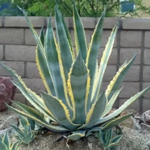 5 Agave Americana Century Plant Variegate Pups, 3-5 Inches Tall
