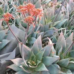 Aloe Striata Ghost Aloe Live Plant, Succulent 6 Inch Pot 7+ Spread