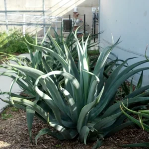 6 Agave Vilmoriniana Pups Bulbils Octopus Agave Live Plant 3-5 Inc Rooted