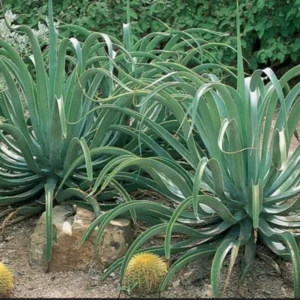 Agave Vilmoriniana Octopus Agave Live Plant Rooted In 6 Inch Pot, 10-12 Inches