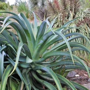 Agave Vilmoriniana Octopus Agave Live Plant Rooted In 6 Inch Pot, 10-12 Inches
