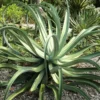 6 Agave Vilmoriniana Pups Bulbils Octopus Agave Live Plants ,3-5 Inches Tall