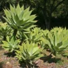 Agave Attenuata Foxtail 10 Agave Plant Pups Bulbis, 3 To 4 Inches Babies