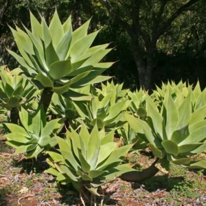 Agave Attenuata Foxtail 10 Agave Plant Pups Bulbis, 3 To 4 Inches Babies