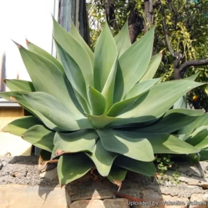 Agave Attenuata Foxtail 10 Agave Plant Pups Bulbis, 3 To 4 Inches Babies