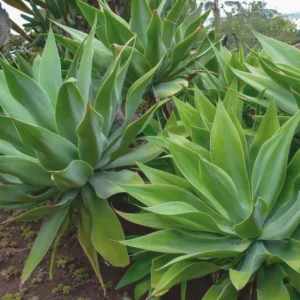 Agave Attenuata Foxtail 10 Agave Plant Pups Bulbis, 3 To 4 Inches Babies