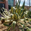 5 Agave Americana Century Plant Variegate Pups, 3-5 Inches Tall